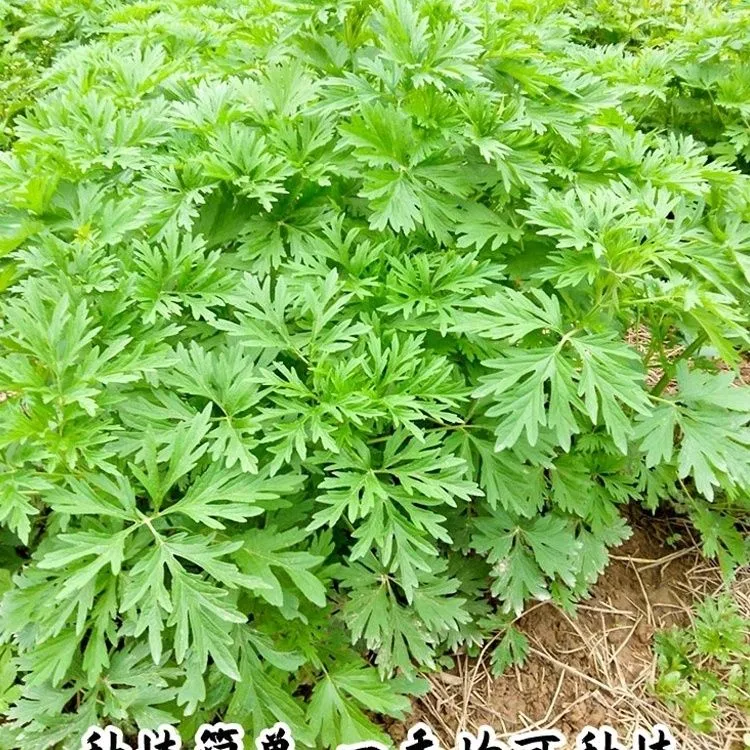 春季正品益母草种子苗阳台四季盆栽种籽孑菜食用籽种药材子新鲜益