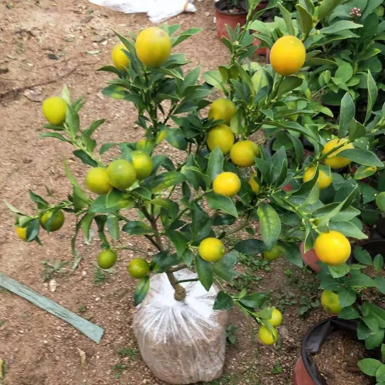 脆皮金桔苗可食用四季观赏桔子苗南北方阳台庭院橘子苗带果发货