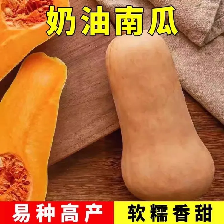 【奶油南瓜种子】奶香南瓜籽甜糯阳台小院盆栽地栽家庭菜园四季种植商品图