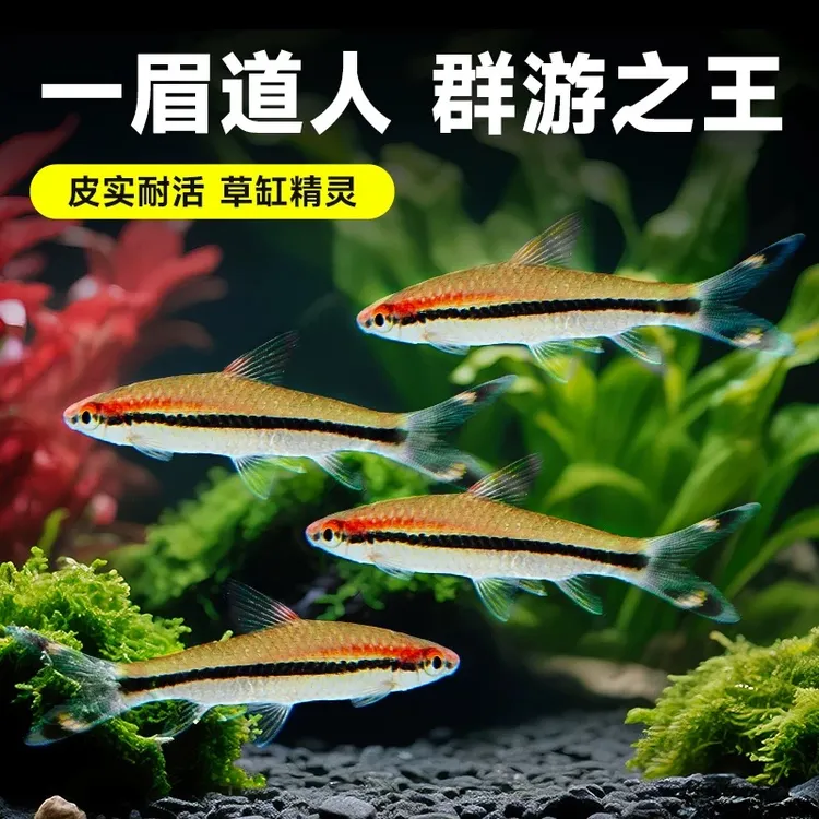 一眉道人热带活体观赏鱼苗群游草缸淡水新手混养灯科好养中小型鱼