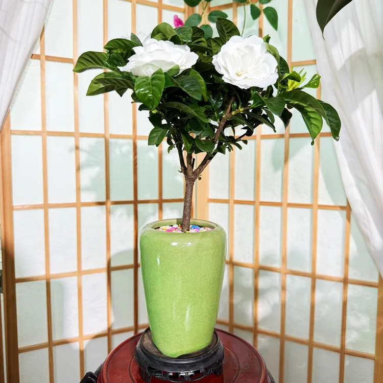 【载好发货】四季矮霸小叶重瓣栀子花浓香型飘香好养花香味美丽