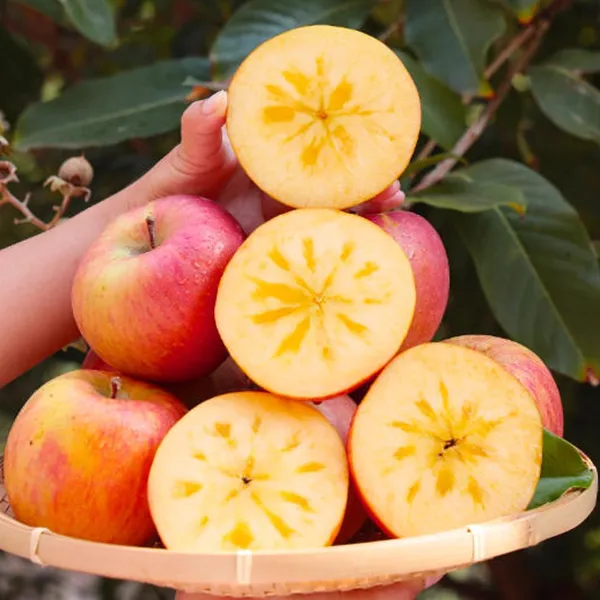 冰糖心苹果新疆阿克苏冰糖心苹果新鲜应季整箱丑苹果现摘整箱脆甜正宗水果