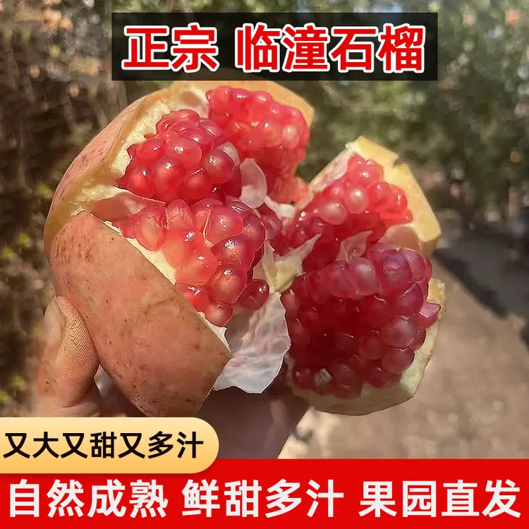 肉肉爸专属陕西临潼硬籽石榴新鲜采摘果肉多汁爆甜应季水果