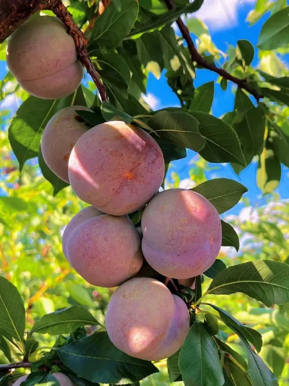 福建芙蓉李脆甜多汁，香甜可口新鲜现摘应季水果