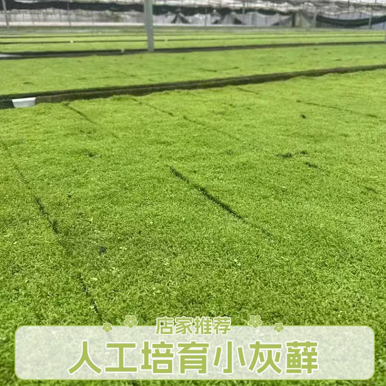 人工苔藓纱布小灰藓苔藓微景观假山水陆雨林造景盆景铺面青苔