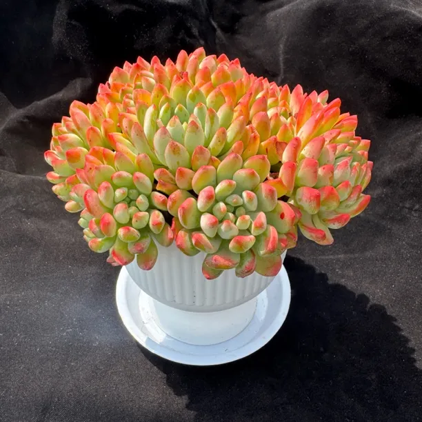 蓝精灵 蓝苹果带新款罗马盆+送底座 云南多肉植物