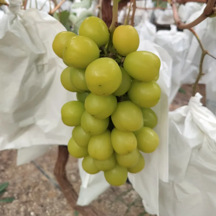 山东五莲葡萄新鲜现摘应季无籽水果晴玉格格到手2斤