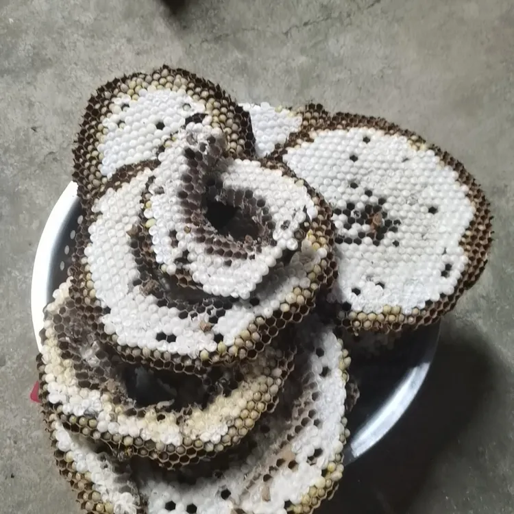 新鲜蜂蛹活体马蜂蛹发货（仅支持自提）