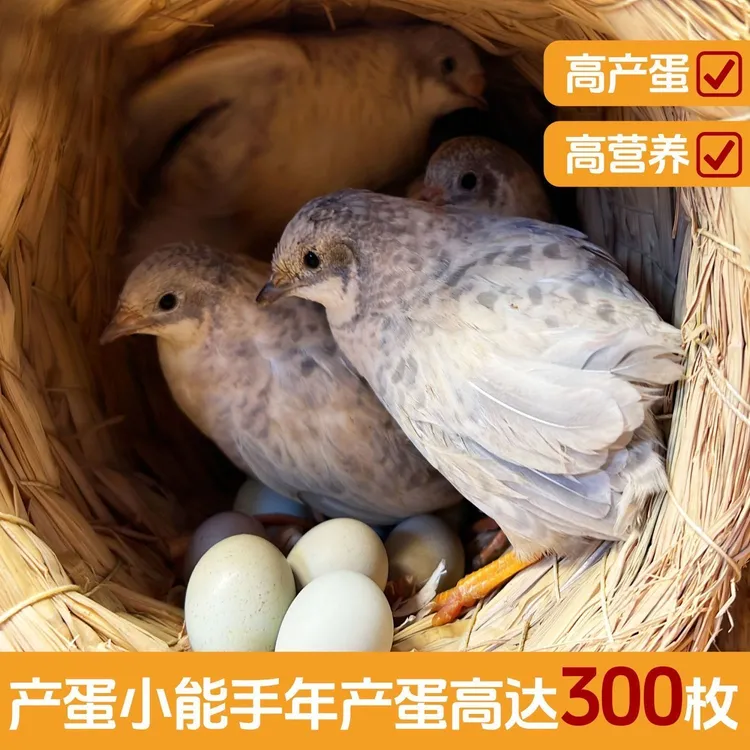 网红芦丁鸡40-60天青年下蛋宠物鸡全色系下蛋宠物活鸡包邮