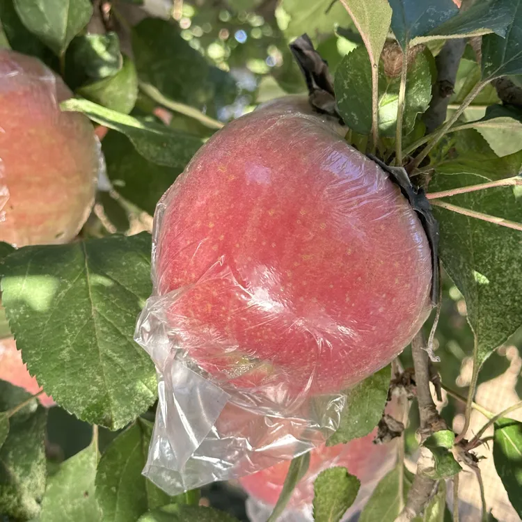 红富士苹果脆甜多汁现摘现发不打蜡