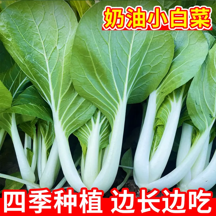 四季奶油小白菜种子耐热耐寒大面积种植白杆白梗白菜阳台蔬菜籽