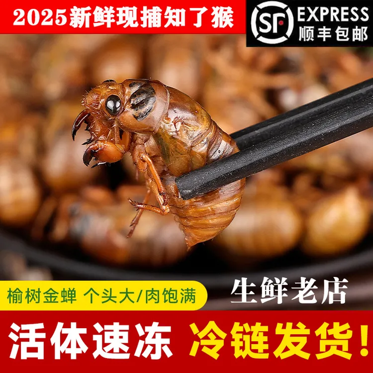 【顺丰包邮 】2025新鲜仿野生环境河南特产爬叉知了蝉知了龟