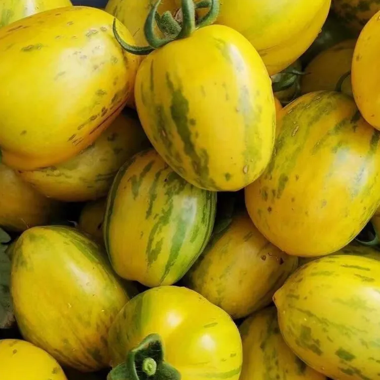 【主播专属】东北黄虎皮柿子黄色皮球子农家花皮球柿新鲜水果包邮