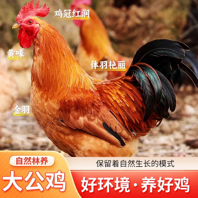 沂蒙山散养跑地鸡二百天黑脚公鸡放养谷物饲养口感鲜美自然生态