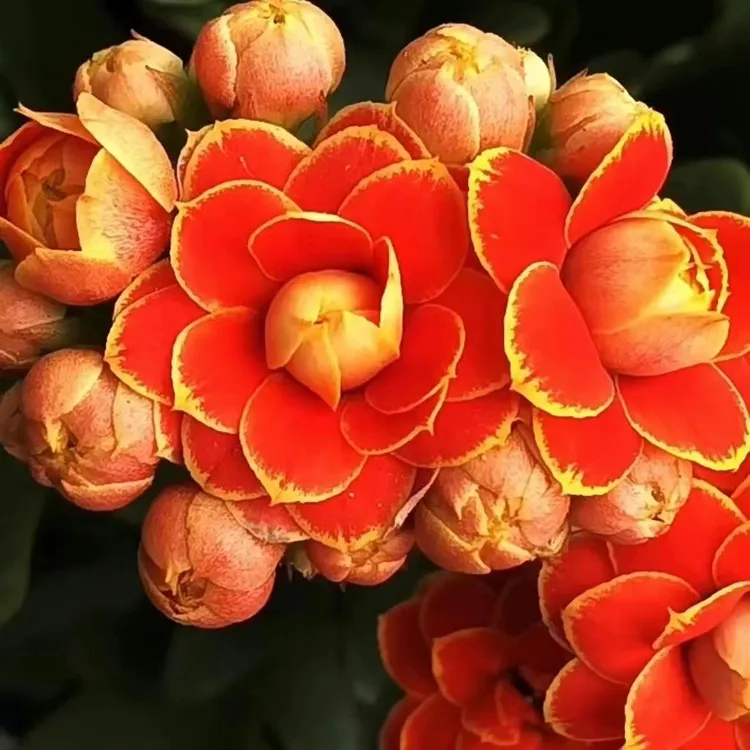 【金狐狸】重瓣大花长寿花带花苞原盆原土好养四季茶室开花