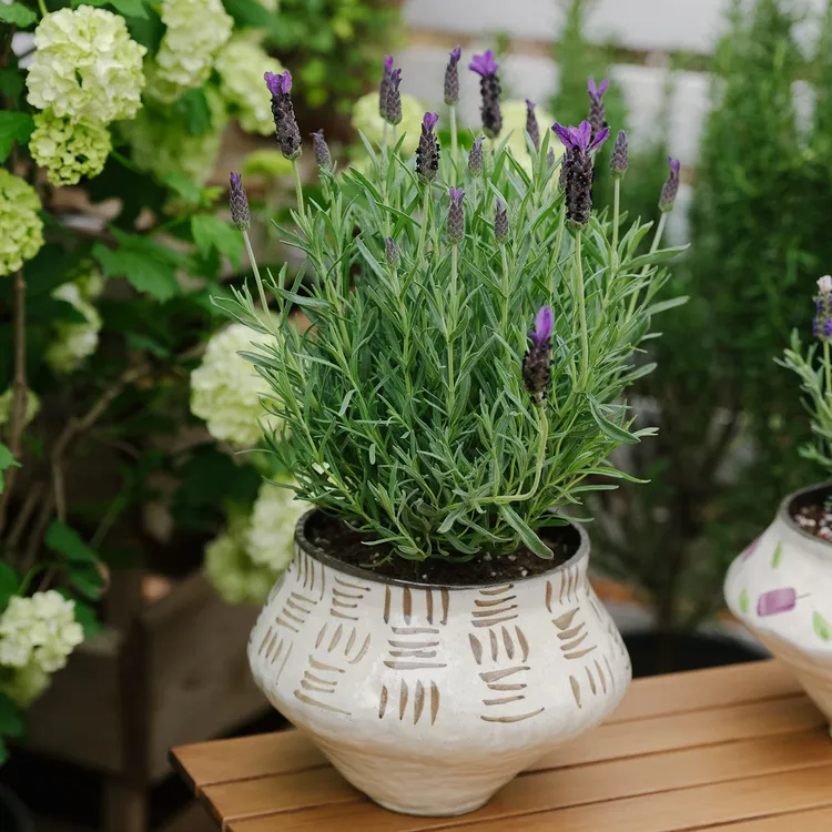 云南盆栽  羽叶/阔叶/甜薰衣草 阳台盆栽