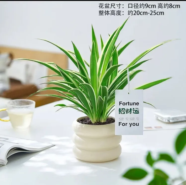 金边吊兰青叶吊兰盆栽阳台办公室内花卉绿植好养垂吊植物吸除甲醛