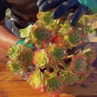 零花钱多肉  地栽海王法师     多肉植物   