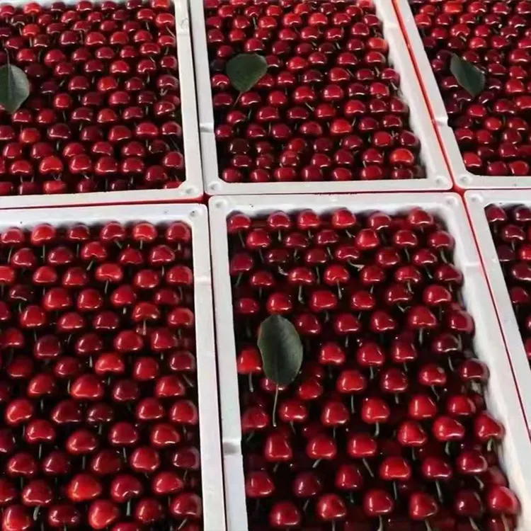 【现摘空运】山东烟台拉宾斯大樱桃酸甜口感3-5斤新鲜酸甜爽口