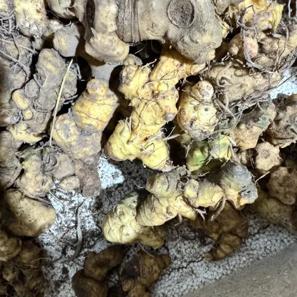 【蛟哥土特产】永嘉高山黄山姜