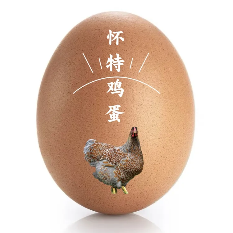 新鲜蛋红怀特鸡蛋种蛋尾巴长早上现捡蛋好吃又营养可孵化