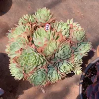 一物一拍多肉家里509三色堇