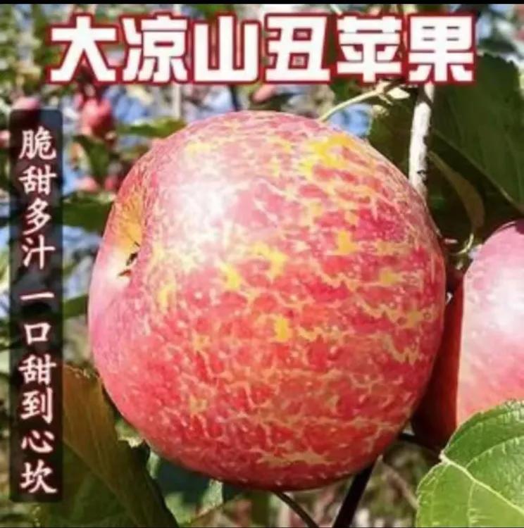 正宗大凉山盐源冰糖心丑苹果新鲜现摘舞团现发脆甜多汁应季水果