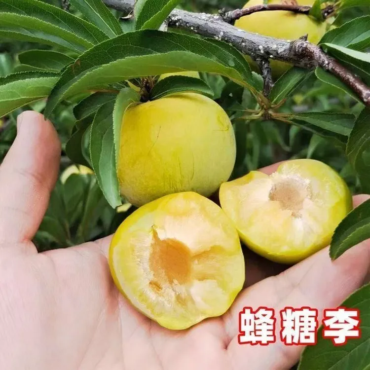 晚熟蜂糖李子树苗嫁接正宗特大新品种南北方种植盆栽地栽当年结果