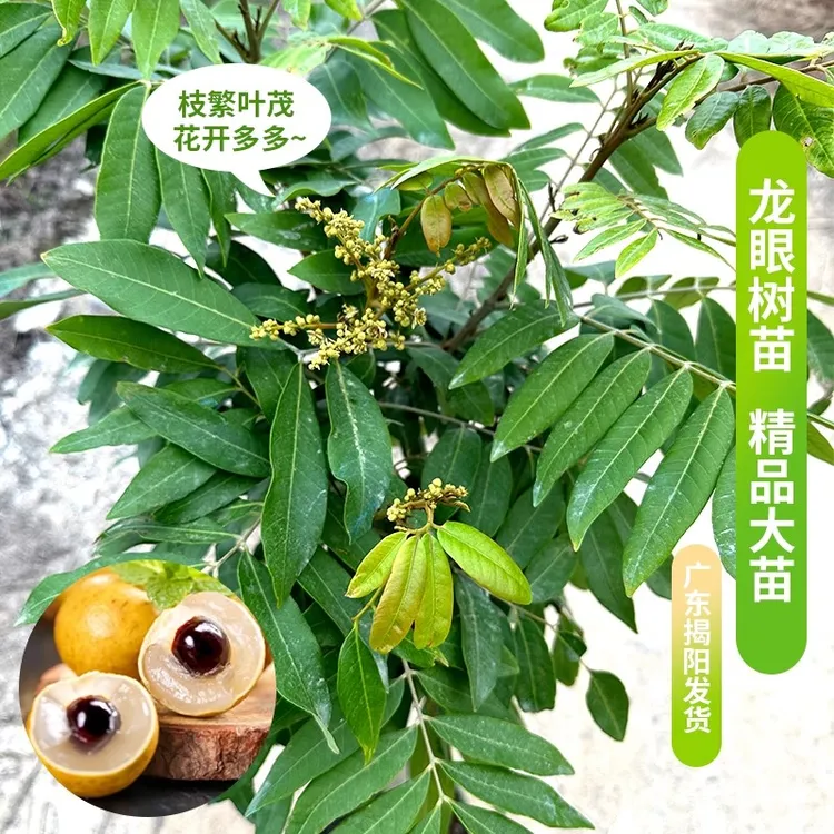 广东龙眼嫁接果树苗四季石峡储良品种苗桂圆树苗水果树苗盆栽地栽
