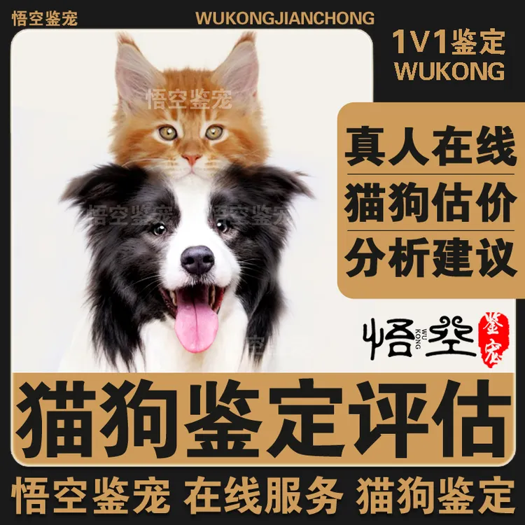 狗鉴定狗品种猫鉴定猫品种狗估价猫估价狗品种鉴定猫品相鉴定猫狗
