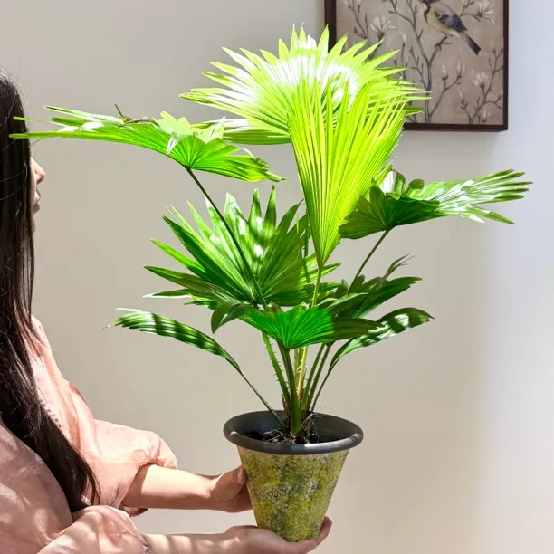 大扇叶蒲葵盆栽室内外适用四季常青好养活净化空气绿植花卉好养的