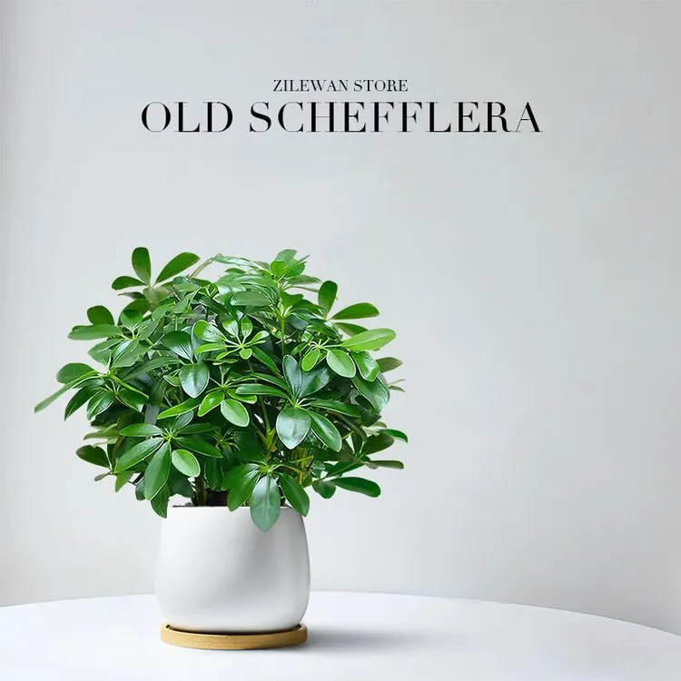 招财鸭脚木八方来财七叶莲办公室内盆栽小绿植防辐射好养懒人植物