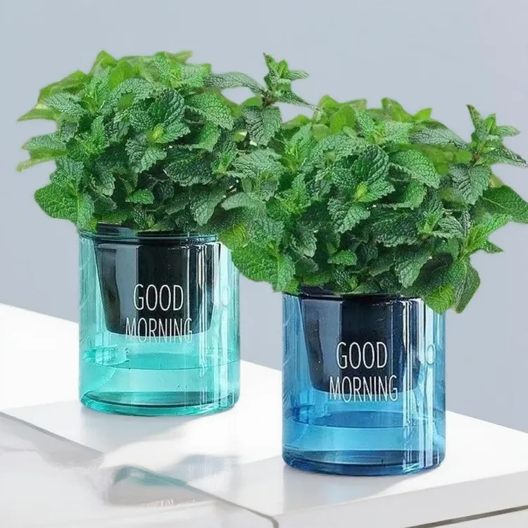 【可食用】薄荷盆栽可食用留兰香四季常青柠檬薄荷新鲜易活耐寒绿植商品图