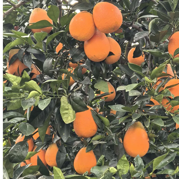 奉节脐橙酸甜汁水多