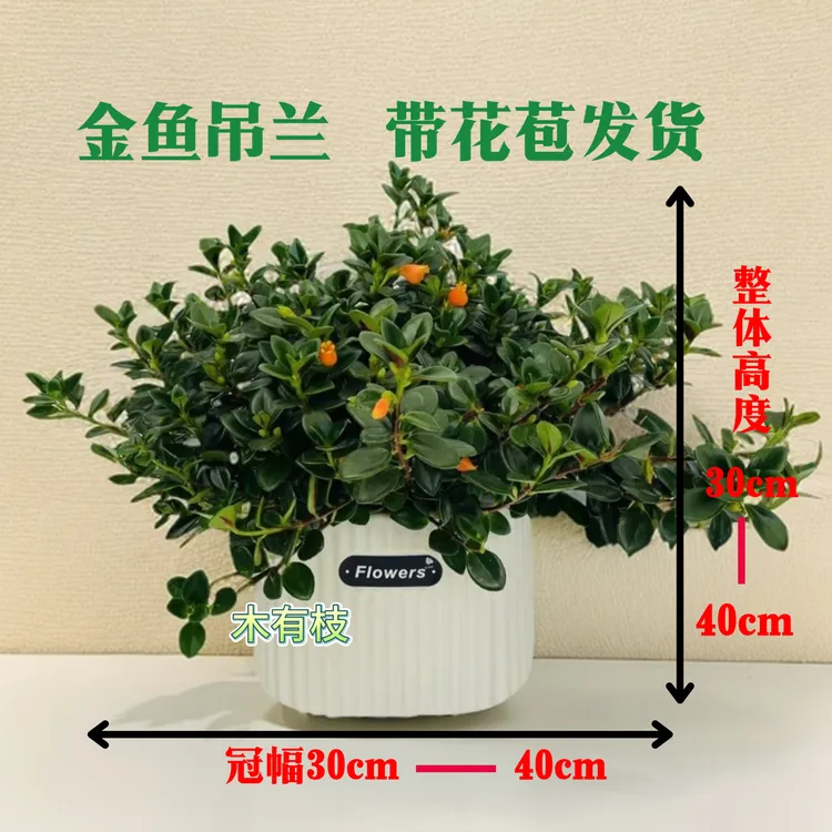 金鱼花盆栽带花苞发货四季常青室内阳台的植物花懒人植物耐旱
