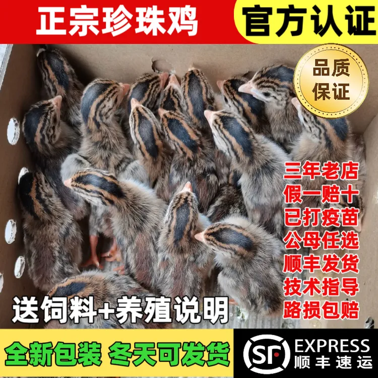 【假一赔十】珍珠小鸡活体珍珠棉鸡纯种珍珠鸡珍珠活体幼鸡观赏鸡