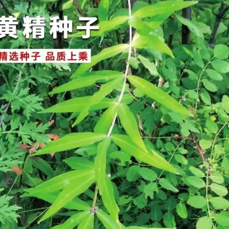 黄精种子四季种植盆栽地栽商品图