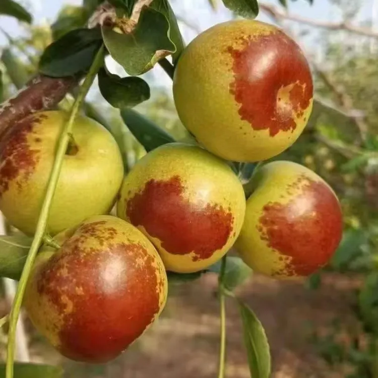 正宗山东沾化冬枣新鲜现摘脆甜多汁当季水果