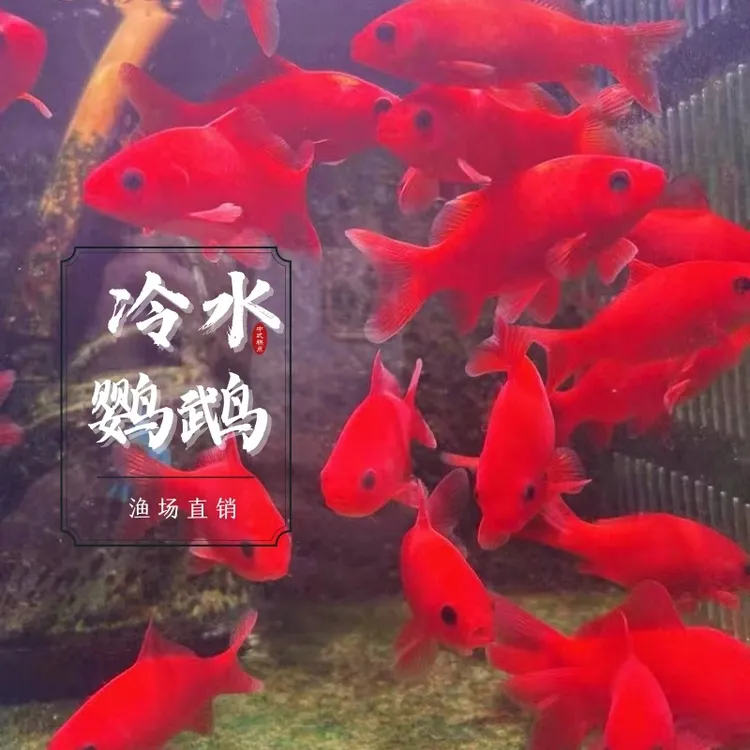 冷水鹦鹉鱼招财鱼淡水鱼好养易活发财鱼锦鲤活体金鱼苗冷水观赏鱼