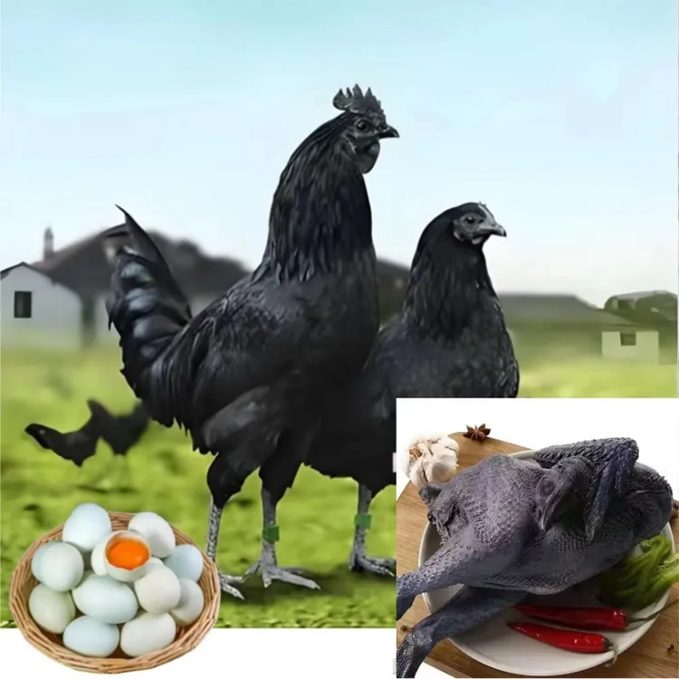 五黑鸡（半斤左右）整鸡肉质鲜美