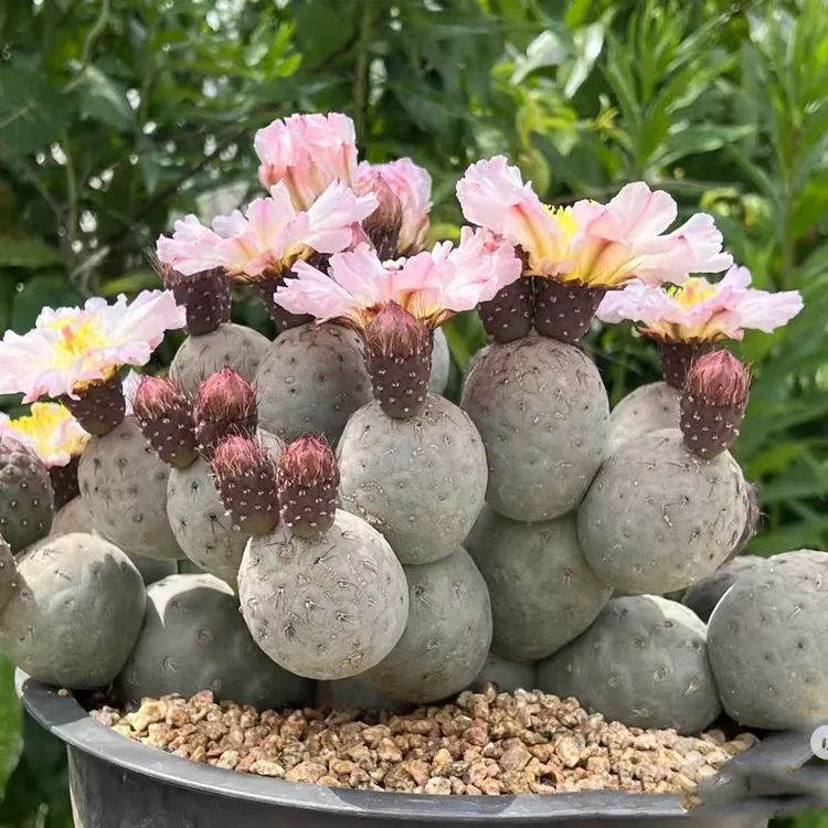 趣味无刺习志野仙人球防辐射开花小型群生仙人掌适合室内外种植