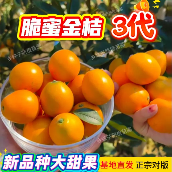 脆蜜金柑三代苗嫁接苗一年裸根苗原产地直发