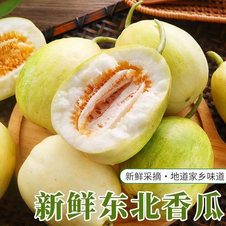 黑龙江老味香瓜 哈尔滨温室头茬香瓜 小时候的味道又香又甜