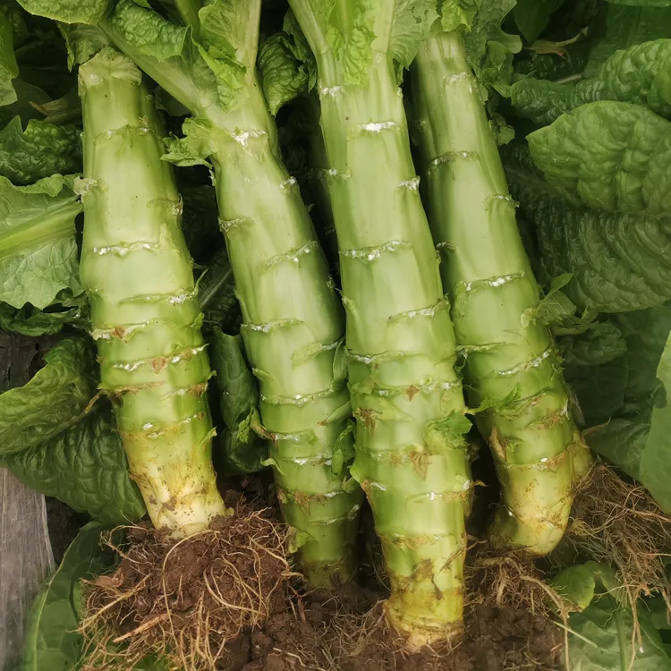 莴笋新鲜现摘莴苣发生菜农家时令蔬菜自种湖北绿心当