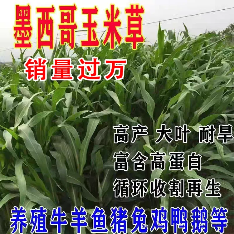 墨西哥鲜嫩玉米草牧草种子养殖专用优质南方高产牧草春季种植草籽