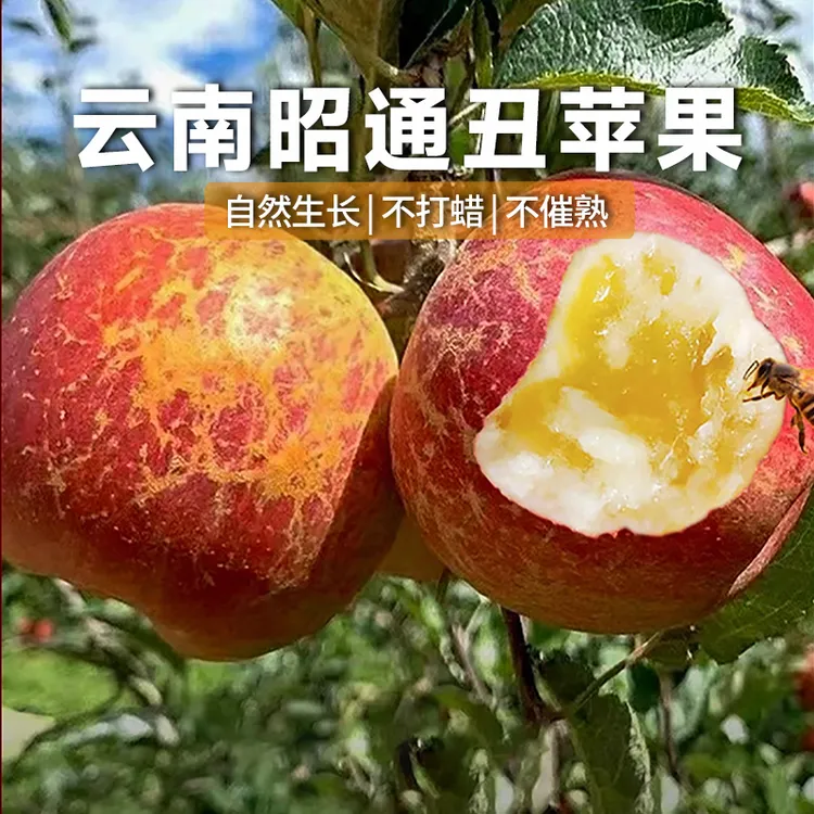 云南昭通丑苹果脆甜多汁新鲜水果糖心好吃正宗云南昭通丑苹果