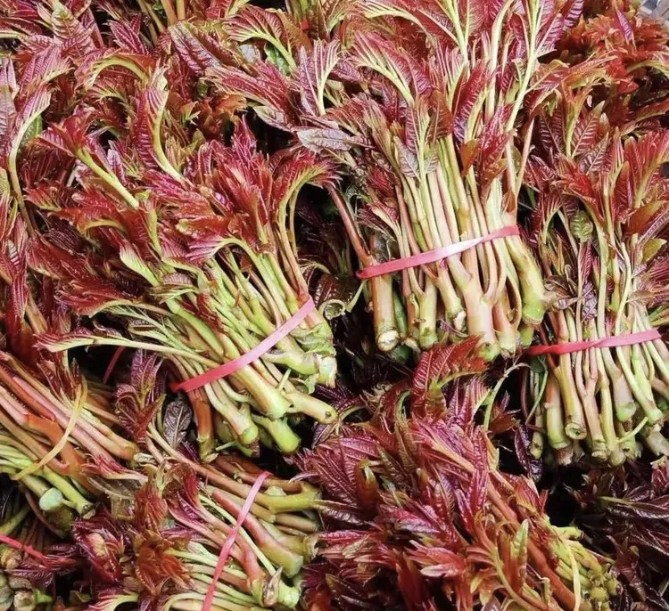 贵州2025年老树头茬香椿芽