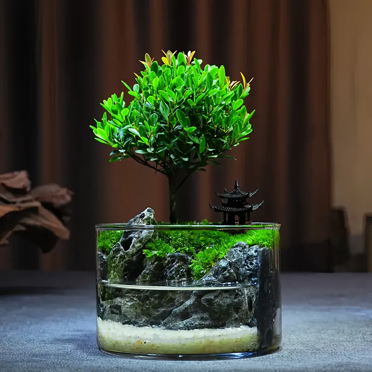 栖屿微景【小江楠】小叶赤楠绿植造景创意微景观成品办公室桌面摆件