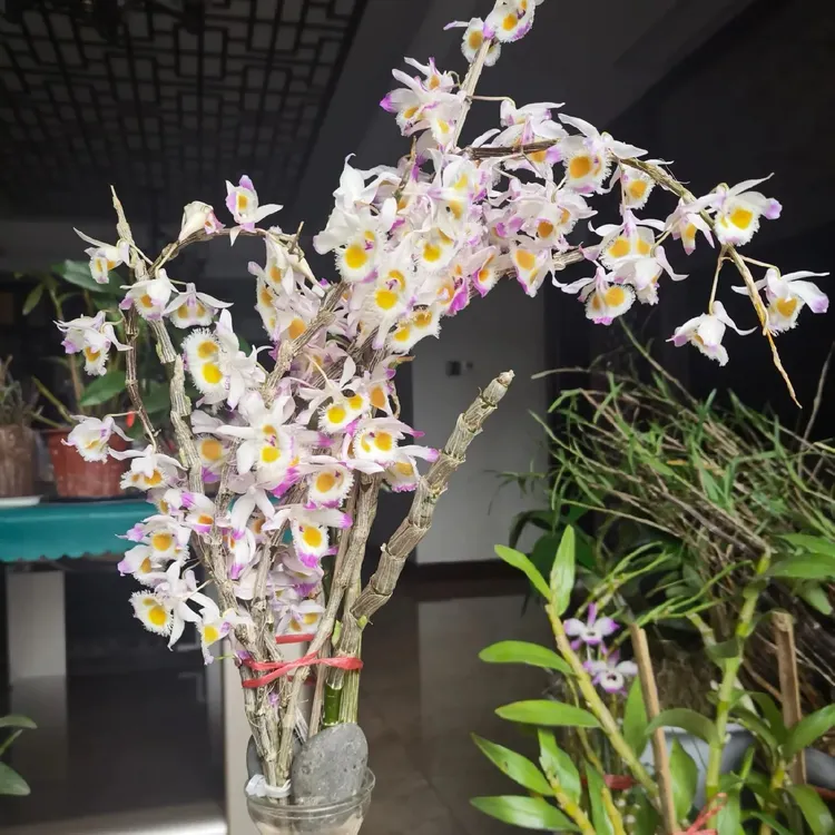 云南紫皮石斛鲜插花年后开花 可吃 可种 可赏花（40厘米以上）