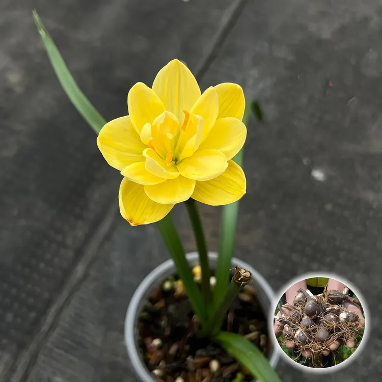 开花对版黄金罗盘风雨兰种球庭院盆栽四季开花清香型花卉植物韭兰